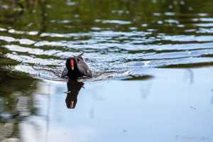 Moorhen, Tiverton Canal, Devon UK