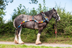 Ross the Shire Horse, Tiverton Canal towpath, Devon UK