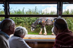 Shire horse from the Window of a can boat, Tiverton, Devon UK