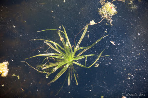 Water Weeds, Old Aqueduct in water, Tiverton Canal, Devon, UK