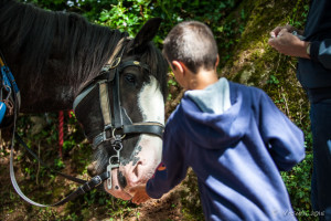 Young boy feeding mints to a large shire horse, Tiverton Canal, Devon UK