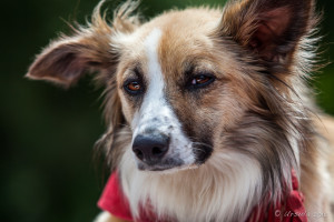 Portrait of a tan Collie, Tiverton Canal, Devon UK