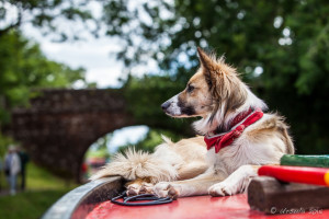 Collie on the back of a horse-barge, Tiverton Canal, Devon UK