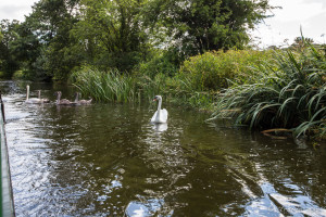 Swans on Tiverton Canal, Devon UK