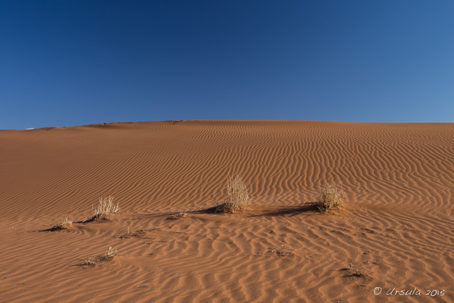 Sands and Brush, Deadvlei, Namib-Naukluft Park, Namibia