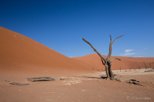 Dead Camel Thorn Tree, Deadvlei, Namib-Naukluft Park, Namibia