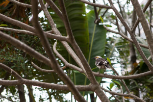 Bird in Frangipani tree, Kowloon, Hong Kong