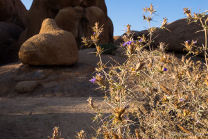 Small purple flowers on a dry desert bush, The Spitzkoppe, Namibia