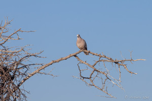 African Mourning Dove (Streptopelia decipiens) in a thorn tree.