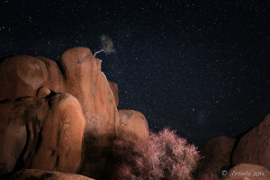 Night shot of a lone tree in boulders, Spitzkoppe, Namib Desert, Namibia