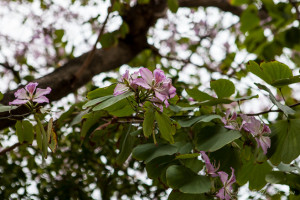 Orchid Flower in a bauhinia × blakeana tree