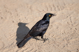 Cape Glossy Starling, Spitzkoppe Campsite, Namibia
