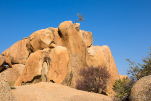 Lone Tree Spitzkoppe, Namib Desert, Namibia