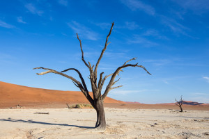 Two dead camel thorn (Acacia erioloba) trees, Deadvlei, Namib-Naukluft Park, Namibia