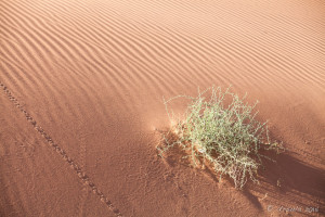 waves of Sand and a small Shrub, Deadvlei, Namib-Naukluft Park, Namibia