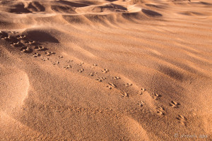 Footprints in the sand, Deadvlei, Namib-Naukluft Park, Namibia