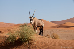 Gemsbok, Deadvlei, Namib-Naukluft Park, Namibia