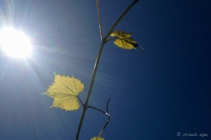 Sun flare, blue sky, grape vine, Pokolbin AU