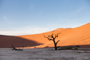 Dead tree, Deadvlei, Namib-Naukluft Park, Namibia