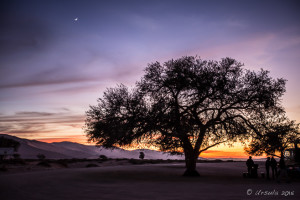 Camel thorn (Acacia erioloba) tree at sunrise, Deadvlei, Namib-Naukluft Park, Namibia