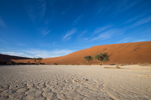 Parched Clay and camel thorn trees, Deadvlei, Namib-Naukluft Park, Namibia