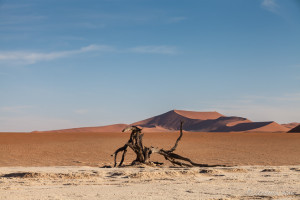Dead wood like a Sculpture against the dunes, Deadvlei, Namib-Naukluft Park, Namibia