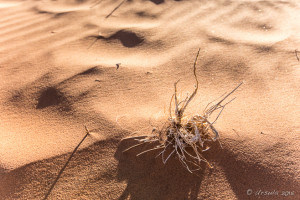 Tuft of Grass, Deadvlei, Namib-Naukluft Park, Namibia