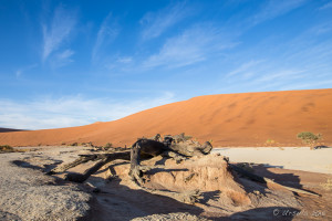 Dead wood, Deadvlei, Namib-Naukluft Park, Namibia