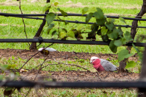 Galahs in the Vineyard, Tempus Two, Pokolbin AU