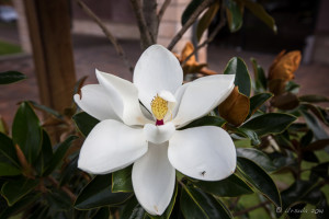 Potters Hotel Brewery Resort, Nulkaba AU