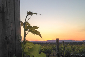 Sunset in the Vines iPhone5 11October2014