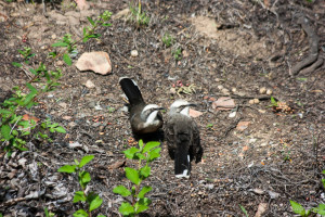 Grey-Crowned Babbler Pomatostomus temporals, Potters Hotel Brewery Resort, Nulkaba AU