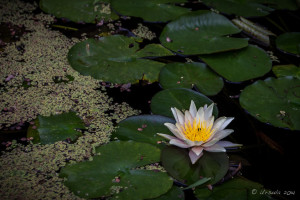 Lilies in a pond, Hunter Valley Gardens, Pokolbin AU