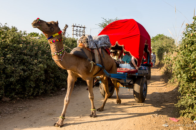 Tourists in a Camel Carriage, Pushkar, Rajasthan