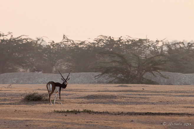 Blackbuck (Antilope cervicapra), Rajasthan India