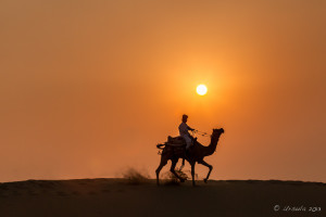 Man riding a Camel against an orange sun, Thar Desert Rajasthan