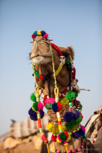 Camel in his Finery, Khuri Rajasthan