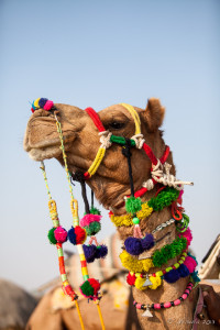 Camel in his Finery, Khuri Rajasthan