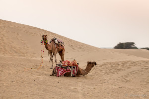 Two Camels in full harness on the Sand, Thar Desert Rajasthan
