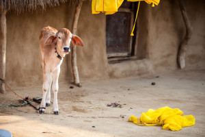 Skinny Calf and Fallen Laundry in a courtyard, Khuri Rajasthan