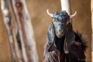 Portrait: Black Goat, Khuri Village