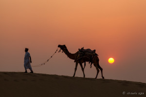 Man walking a Camel against an orange sun, Thar Desert Rajasthan