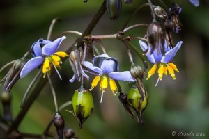 Close-up: Blueberry Flax-Lilies - (Dianella Revoluta), Guthega AU