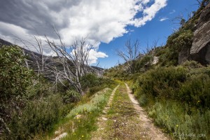 Overgrown Track, Guthega, AU