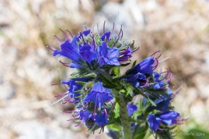 Viper's bugloss (Echium vulgare)