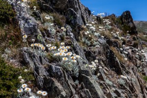 Alpine everlasting (Leucochrysum albicans) on a jagged granite slope, Kosciuszko, AU