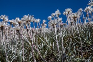 Silver Snow Daisies, Seaman's Hut, Kosciuszko National Park AU