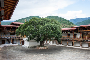 White chorten and bhodi tree in the northern courtyard of Punakha Dzong, Bhutan