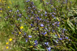 Blueberry Flax-Lilies - (Dianella Revoluta), Guthega AU