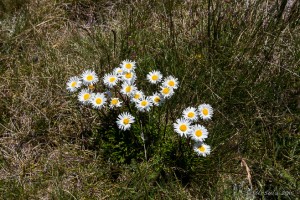 Daisies in the alpine grass,